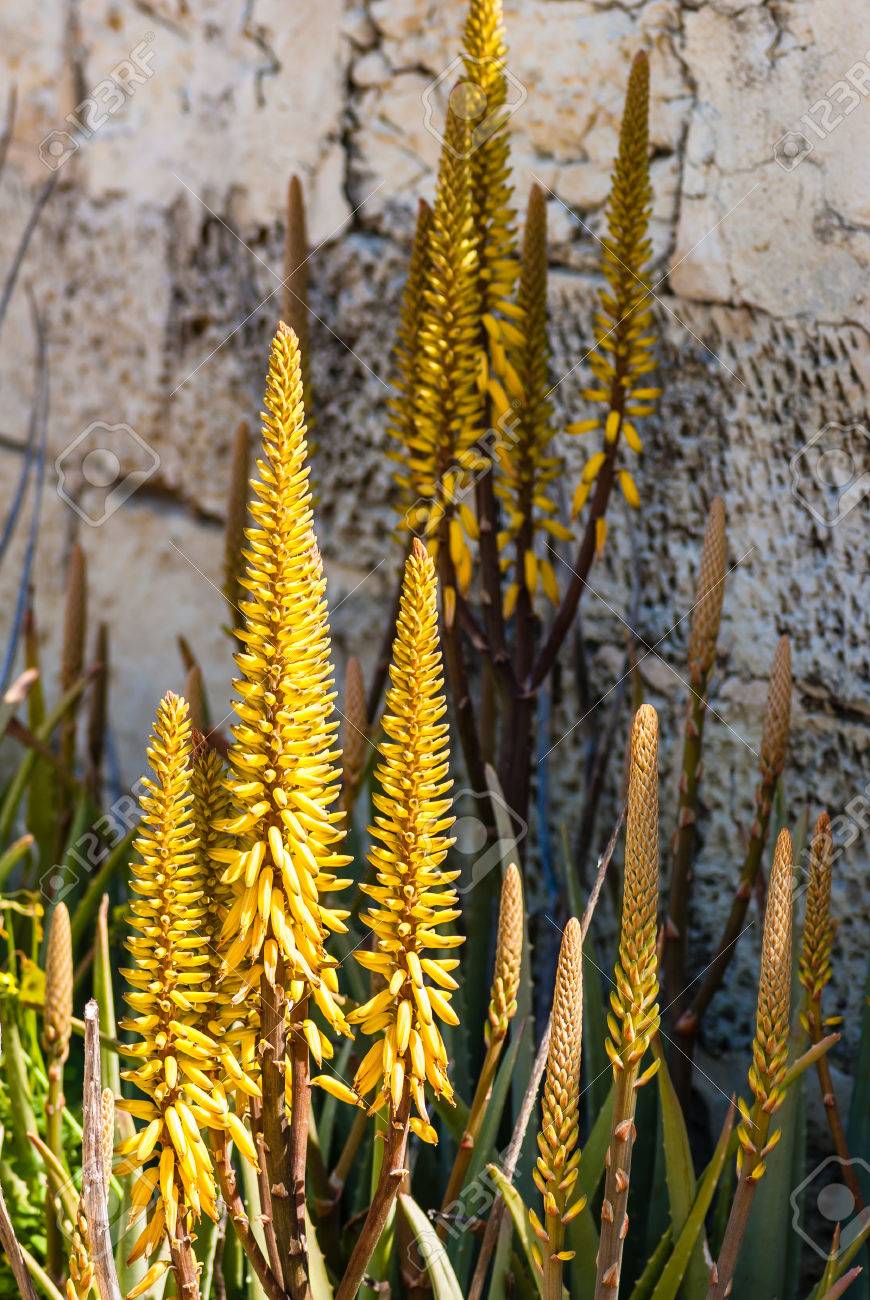 アロエ植物と黄色い花の花壇 の写真素材 画像素材 Image