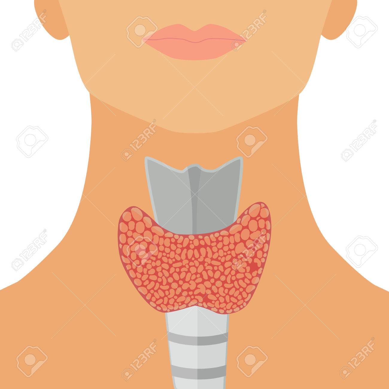 Thyroid Gland In Flat Style For Web, Infographics And Medical Design.  Vector Illustration. Isolated On White Background Royalty Free SVG,  Cliparts, Vetores, e Ilustrações Stock. Image 83341702., image size:1300x1300