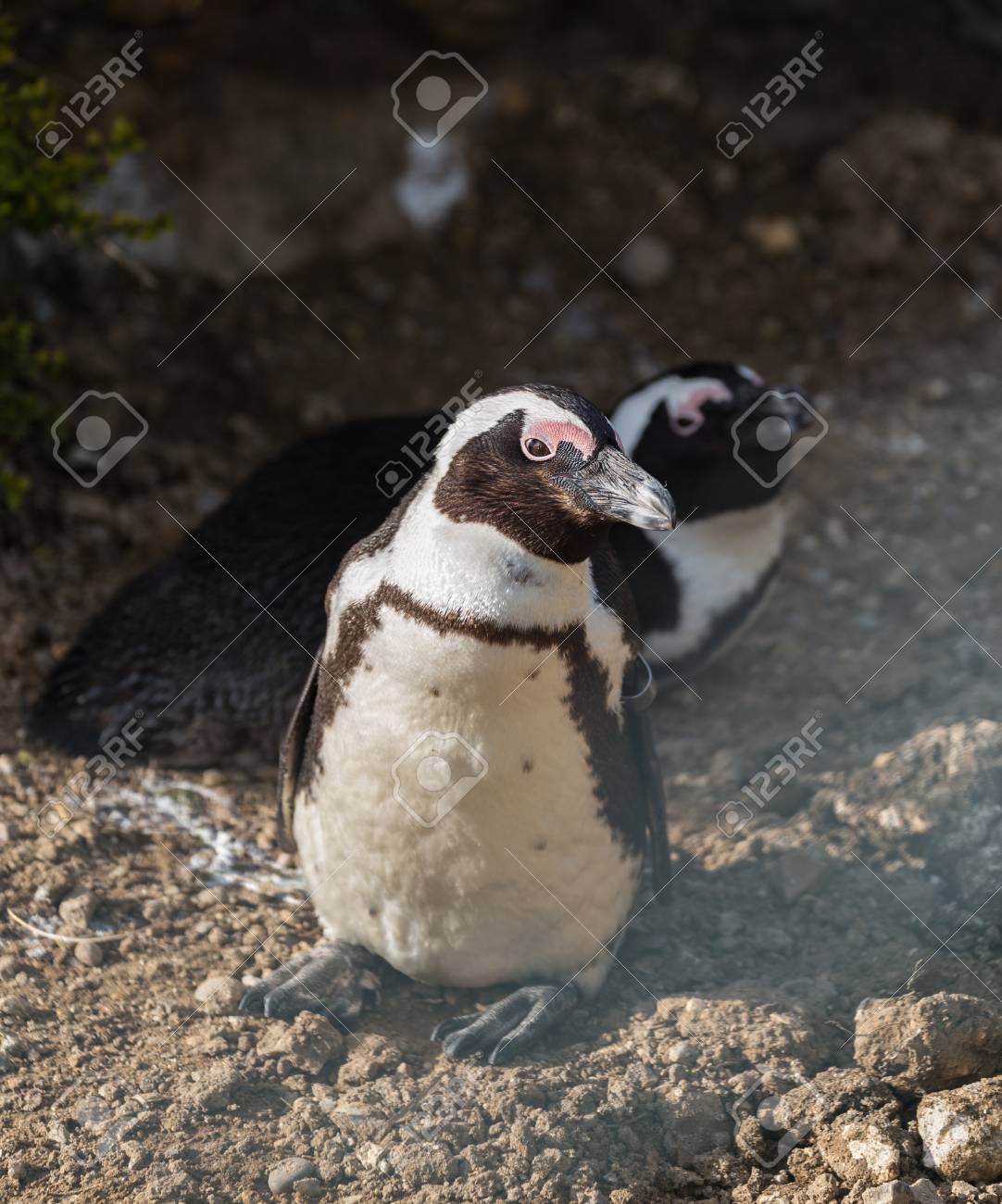 etiam-dictum-ipsum-a-felis