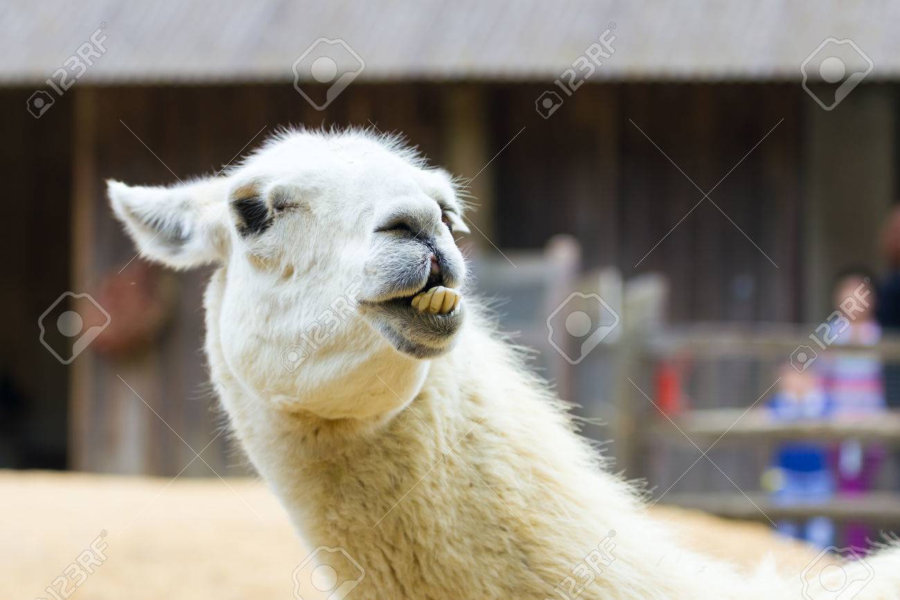 llama lama in the