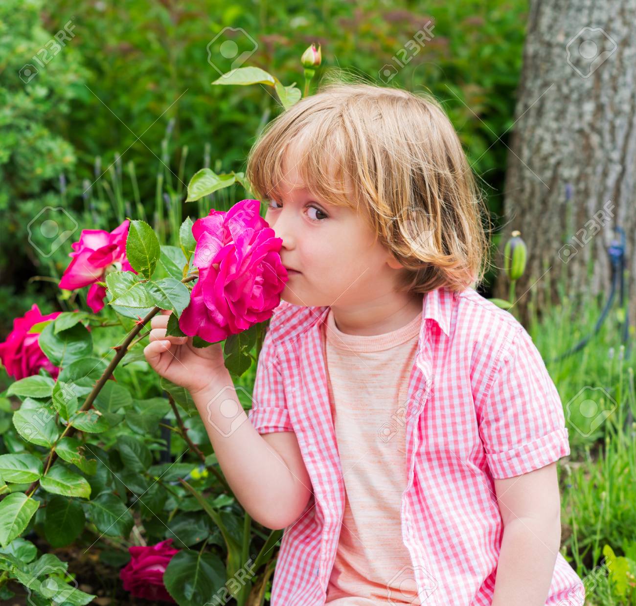 庭の綺麗な明るいピンク薔薇の臭いがするかわいい金髪小さな男の子の屋外のポートレート の写真素材 画像素材 Image