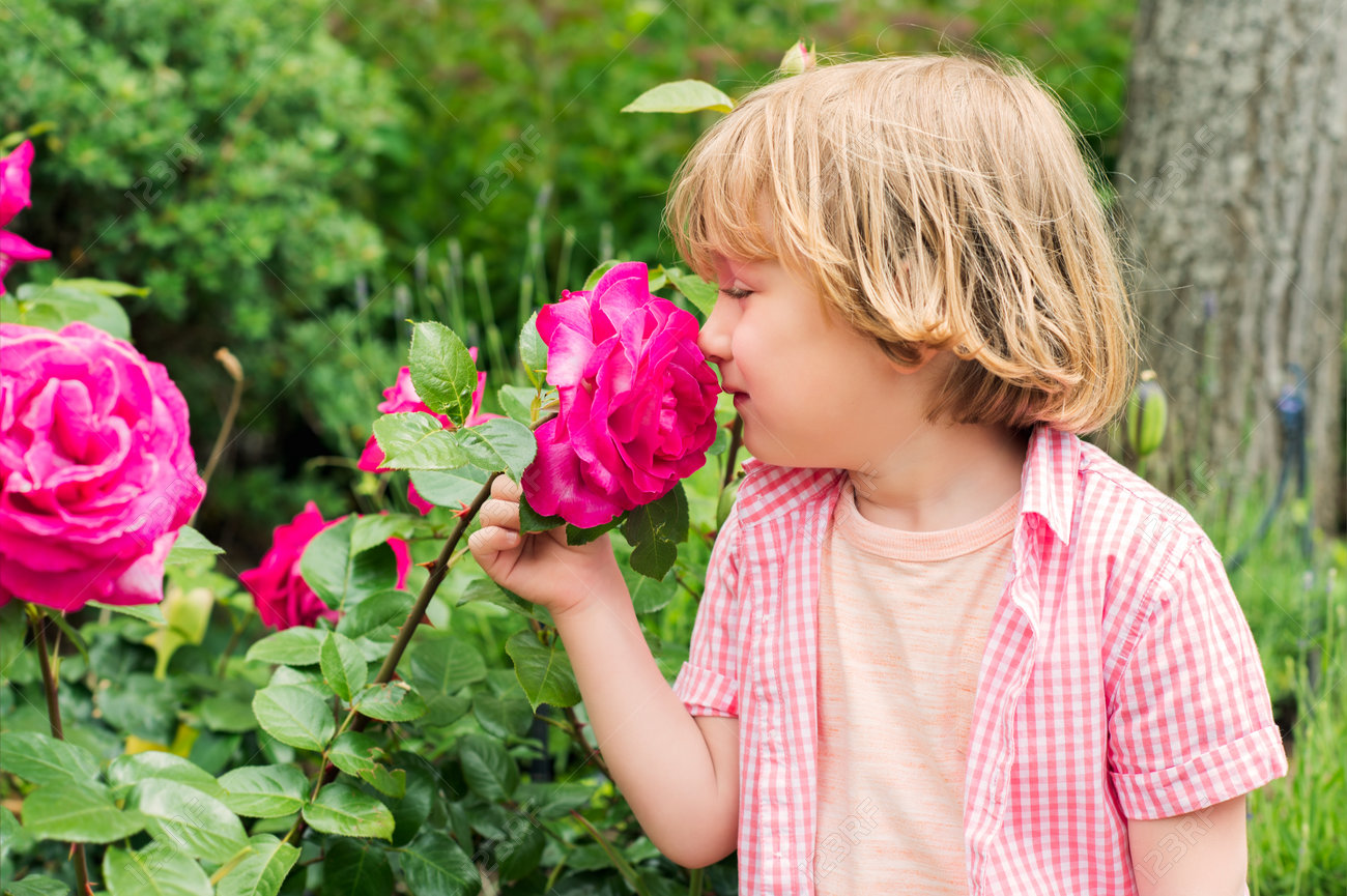 庭の綺麗な明るいピンク薔薇の臭いがするかわいい金髪小さな男の子の屋外のポートレート の写真素材 画像素材 Image