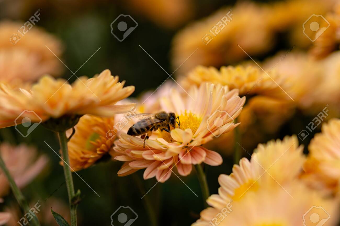 Background Of Orange Chrysanthemum Flowers. Bee Close-up On A Flower In The  Garden. Beautiful Bright Chrysanthemums In Selective Focus.  Macrophotography. Autumn Background. Copy Space Stock Photo, Picture and  Royalty Free Image. Image, image size:1300x866