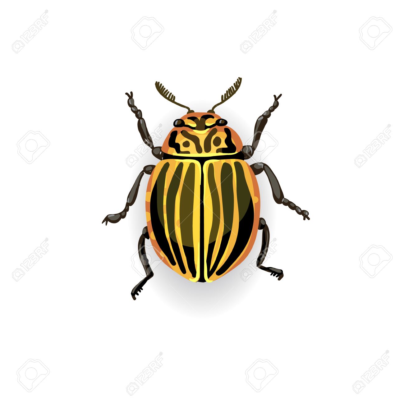 colorado potato beetle colorful vector drawing of small striped