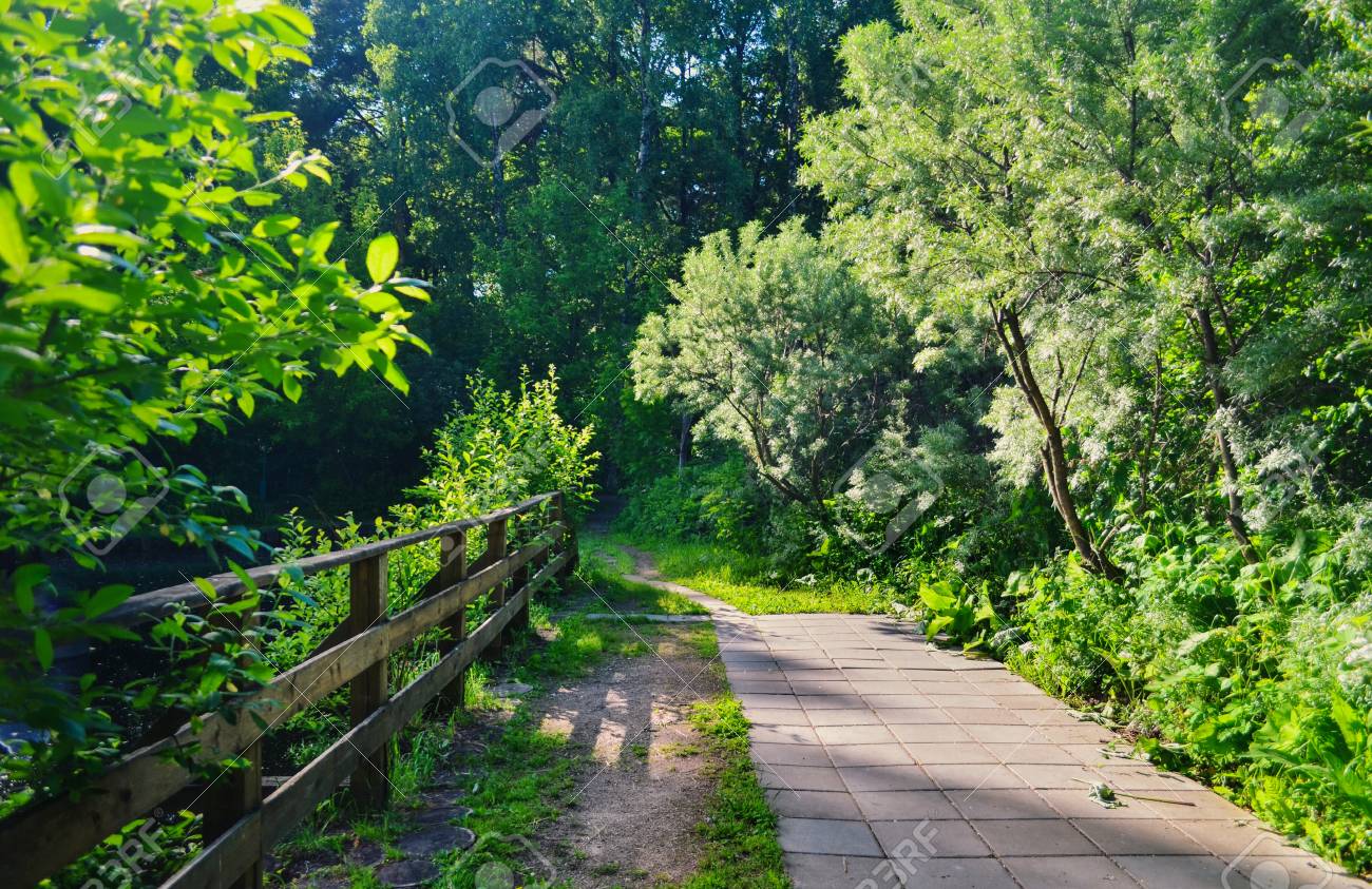 木と緑いっぱいの夏の森の美しい景色 の写真素材 画像素材 Image