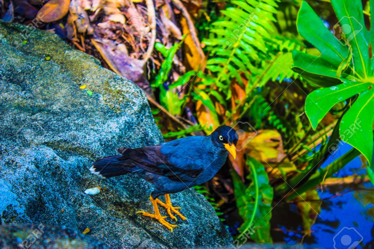 etiam-dictum-ipsum-a-felis