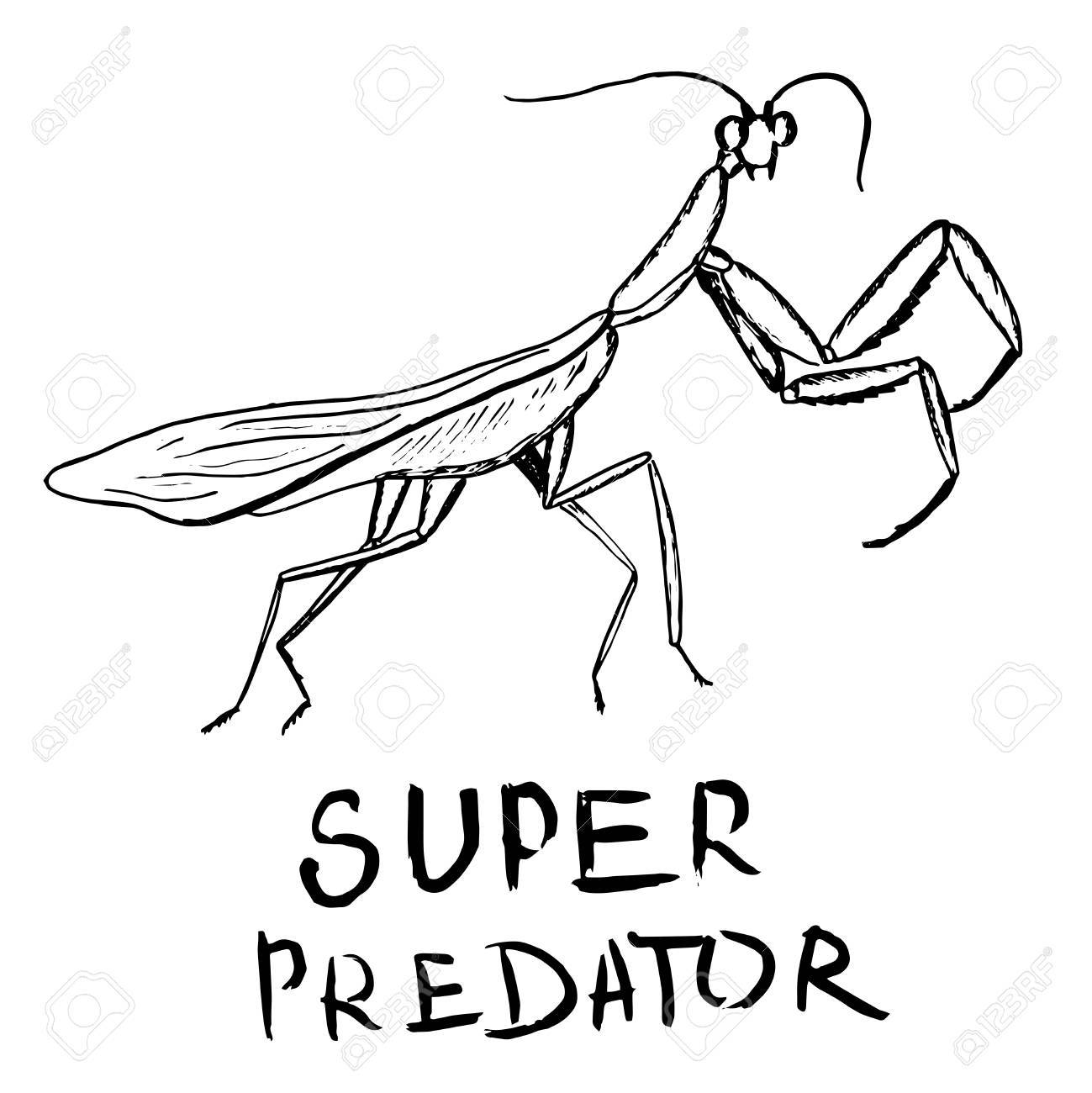 カマキリ 手描きイラスト ベクトル のイラスト素材 ベクタ Image 78492427