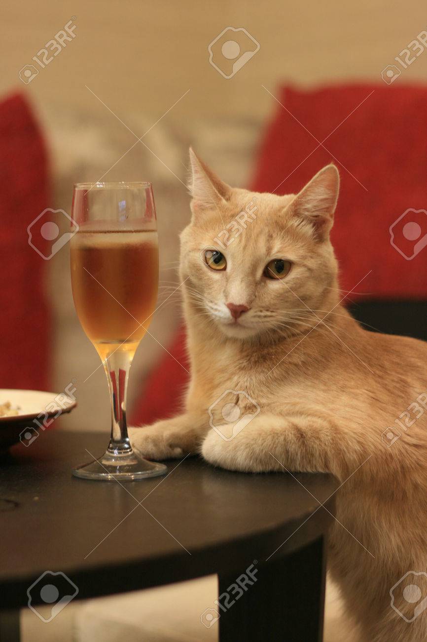 Belle Aristocrate De Chat A La Table Avec Un Verre De Vin Banque D Images Et Photos Libres De Droits Image