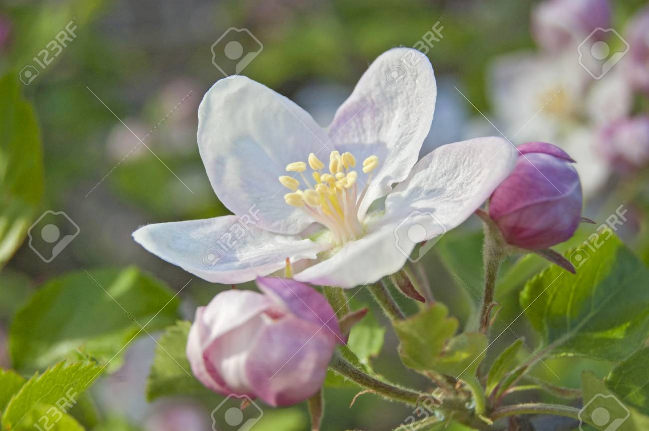 apple flower on garden background, green fresh leaves, springtime, landscape design - 104188513 apple flower on garden background, green fresh leaves, springtime, landscape design - 104188513