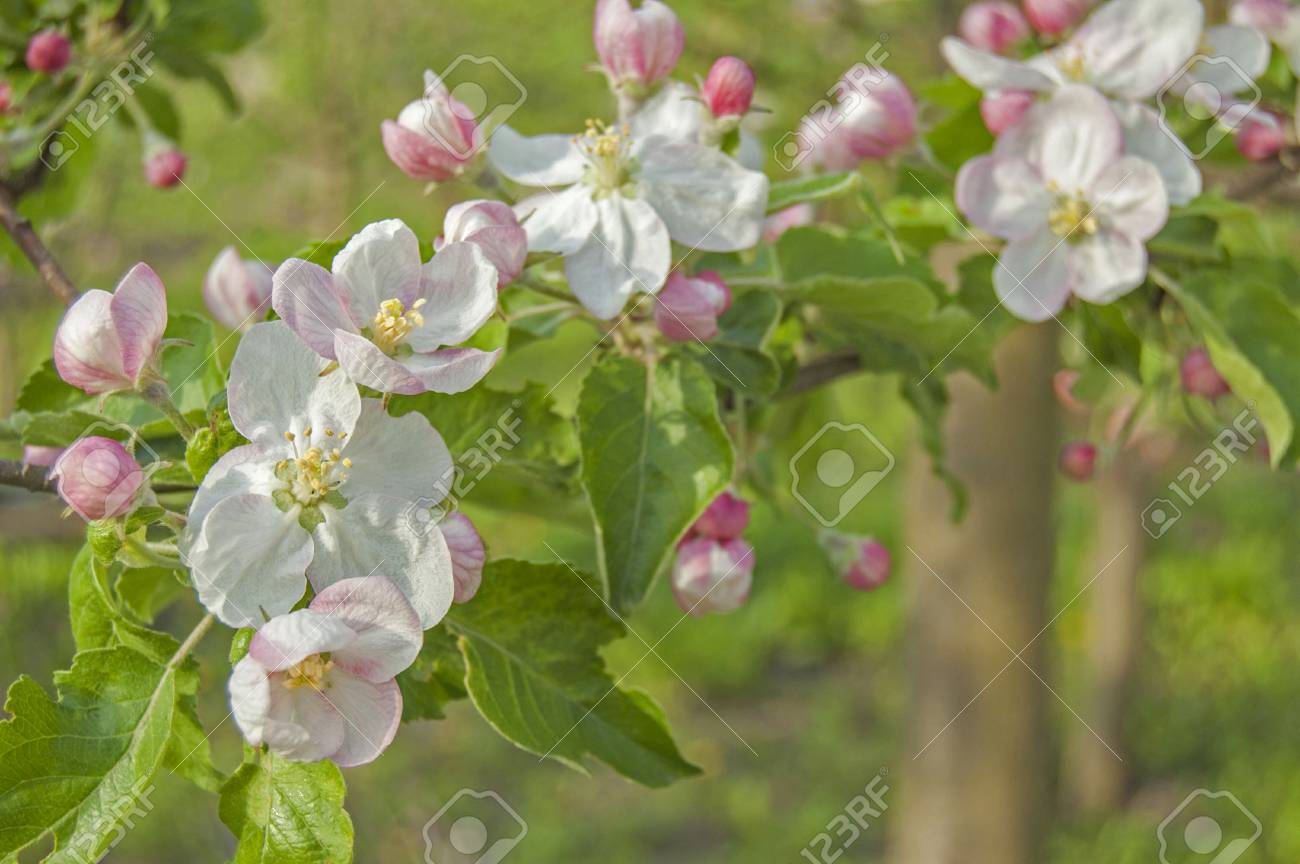 apple flower on garden background, green fresh leaves, springtime, landscape design - 104188521 apple flower on garden background, green fresh leaves, springtime, landscape design - 104188521