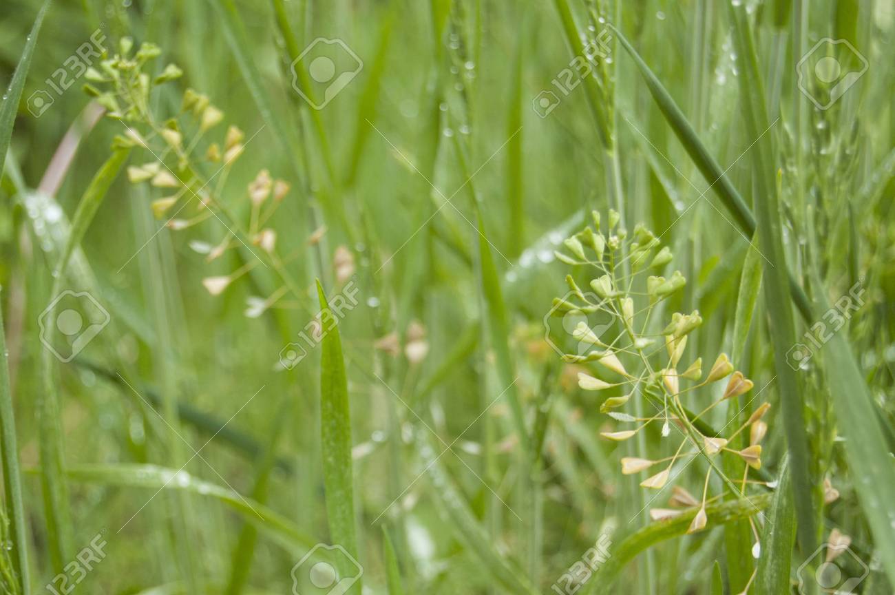 Green grass, fresh leaves and blindweed - 105753577 Green grass, fresh leaves and blindweed - 105753577