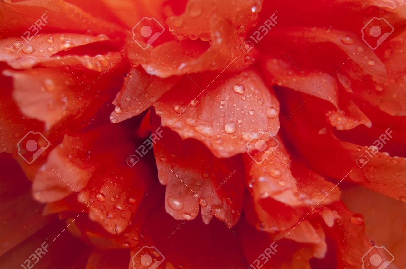 Red poppy in drops of dew in garden. Flower washed with dew - 106264069 Red poppy in drops of dew in garden. Flower washed with dew - 106264069
