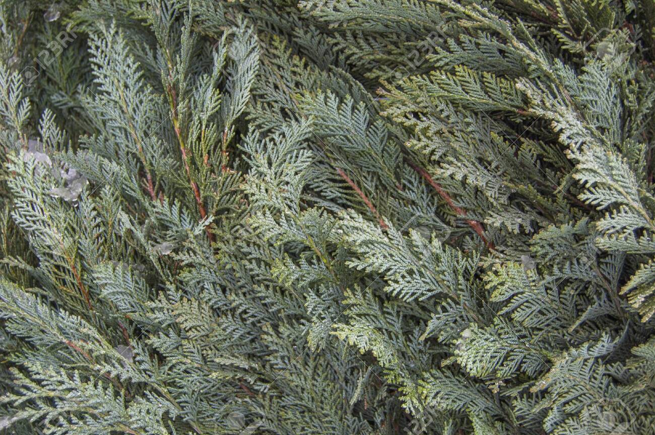 Green organic ornament. Thuja, cedar branch and leaves, nature background in snow, - 132672803 Green organic ornament. Thuja, cedar branch and leaves, nature background in snow, - 132672803