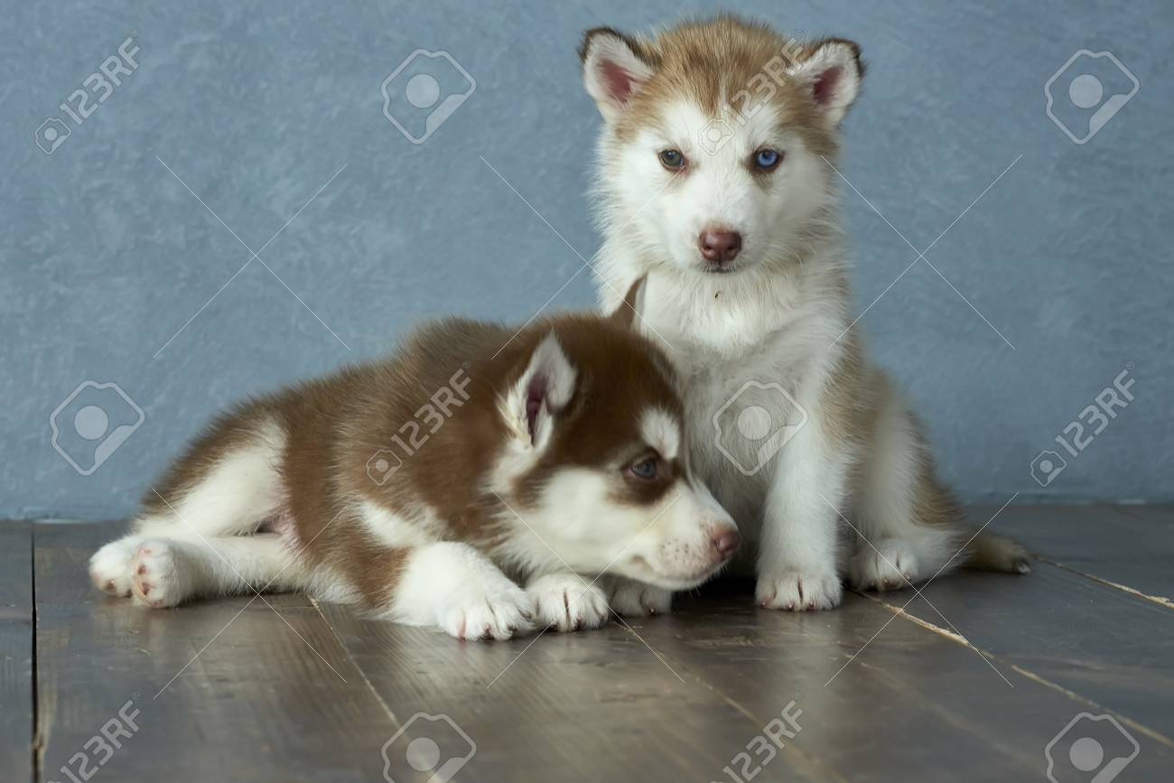 Two Blue Eyed Copper And Light Red Husky Puppies On A Wooden Stock Photo Picture And Royalty Free Image Image 86146836