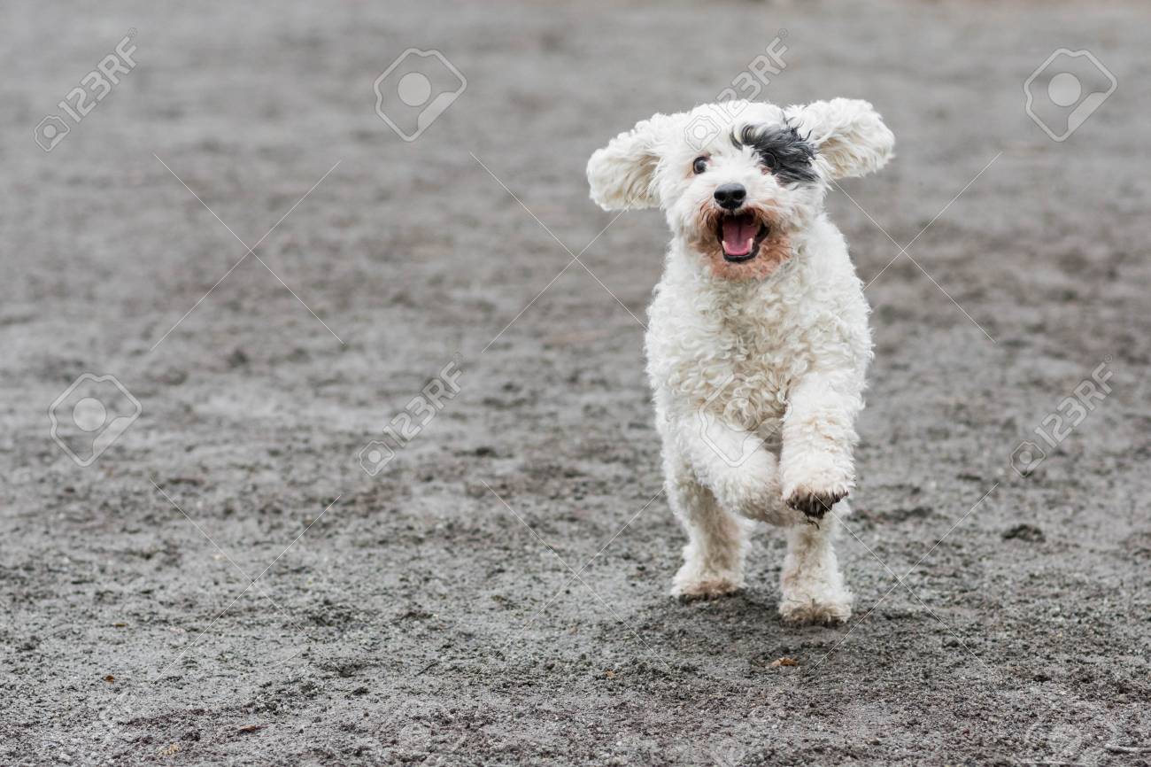 Dog With Black Eye Patch 2025