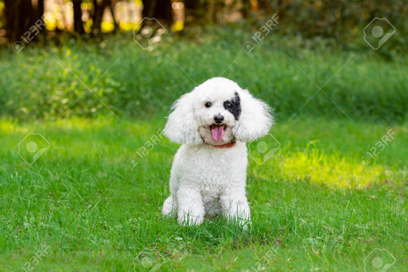 Dog With Black Eye Patch 2025