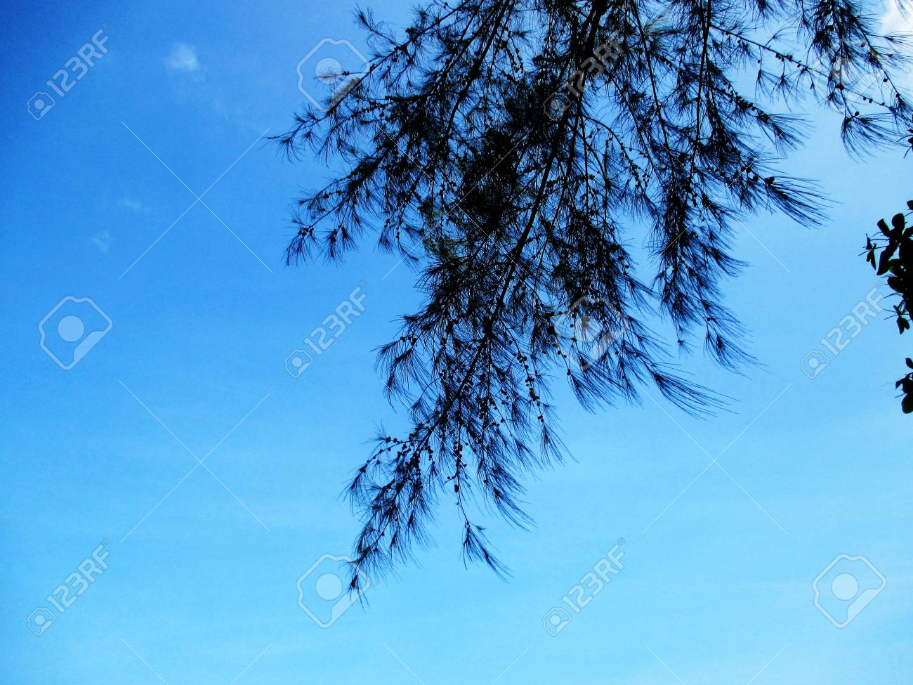 etiam-dictum-ipsum-a-felis