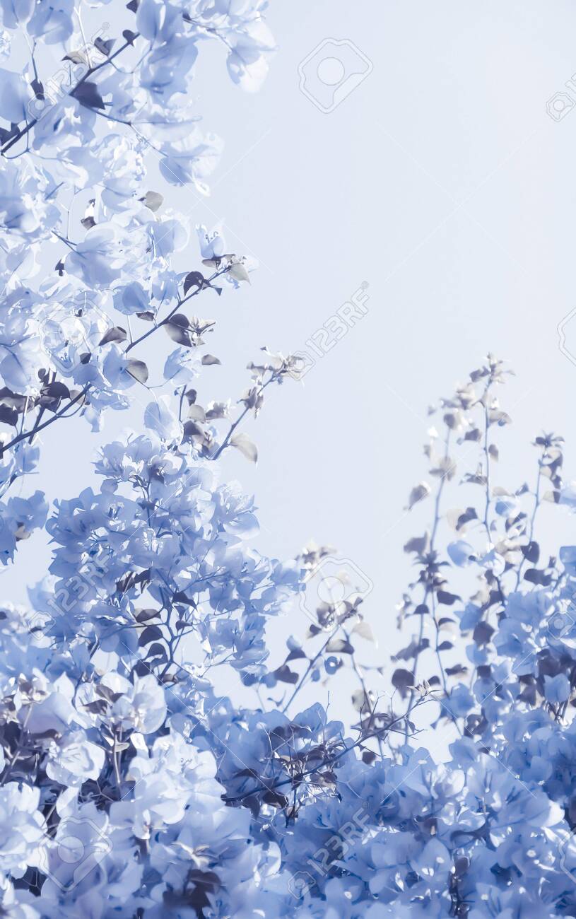 青色背景の白い花の掛軸