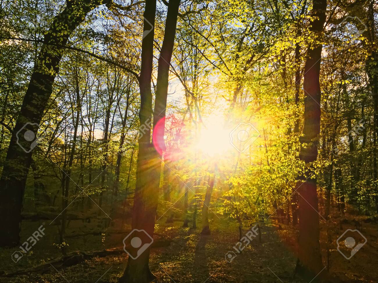 Spring forest landscape at sunset or sunrise, nature and environment - 147877334 Spring forest landscape at sunset or sunrise, nature and environment - 147877334