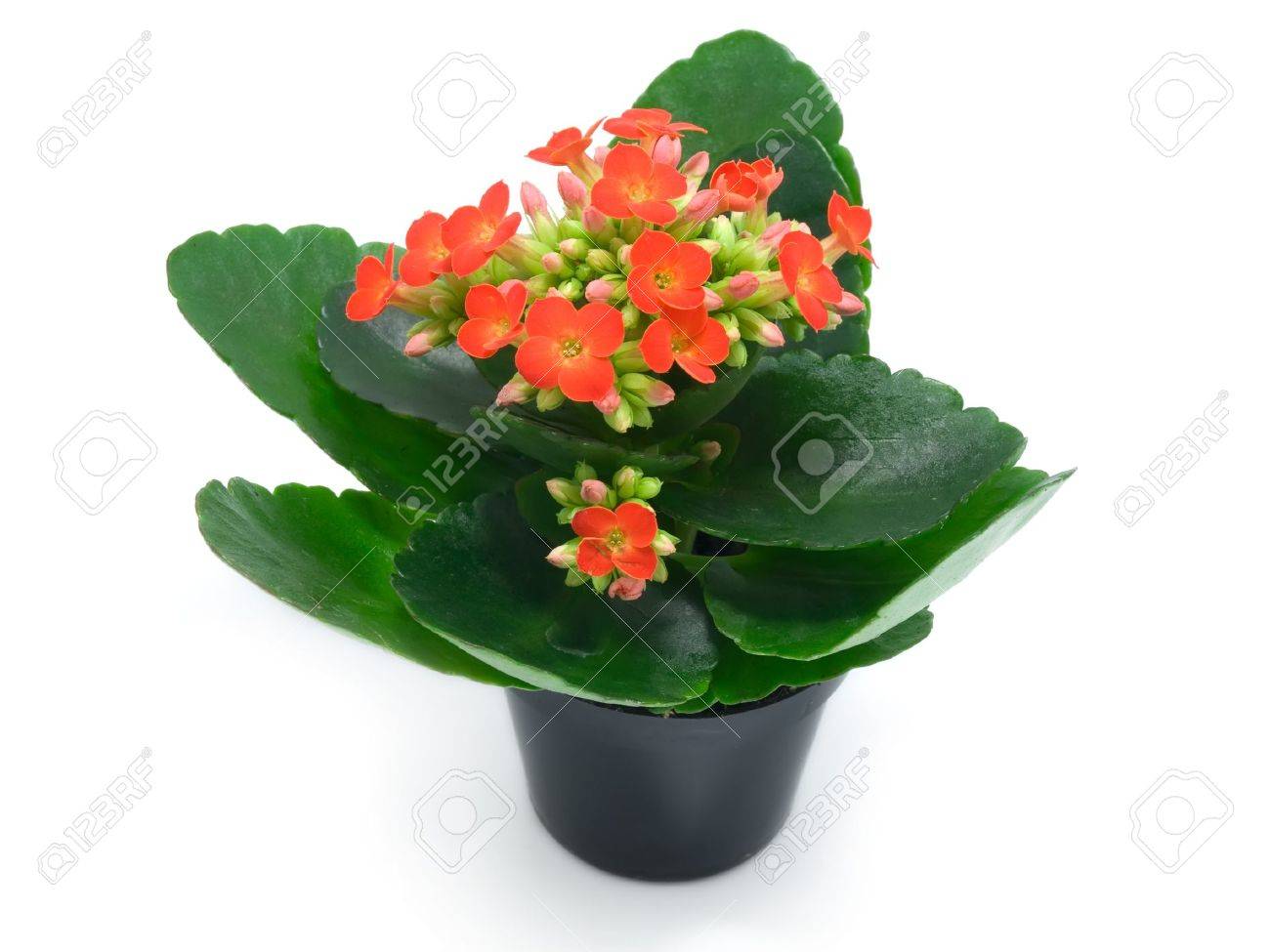 Red Flowering House Plants green houseplants with red flowers stock photo, picture and Red Flowering House Plants green houseplants with red flowers stock photo, picture and