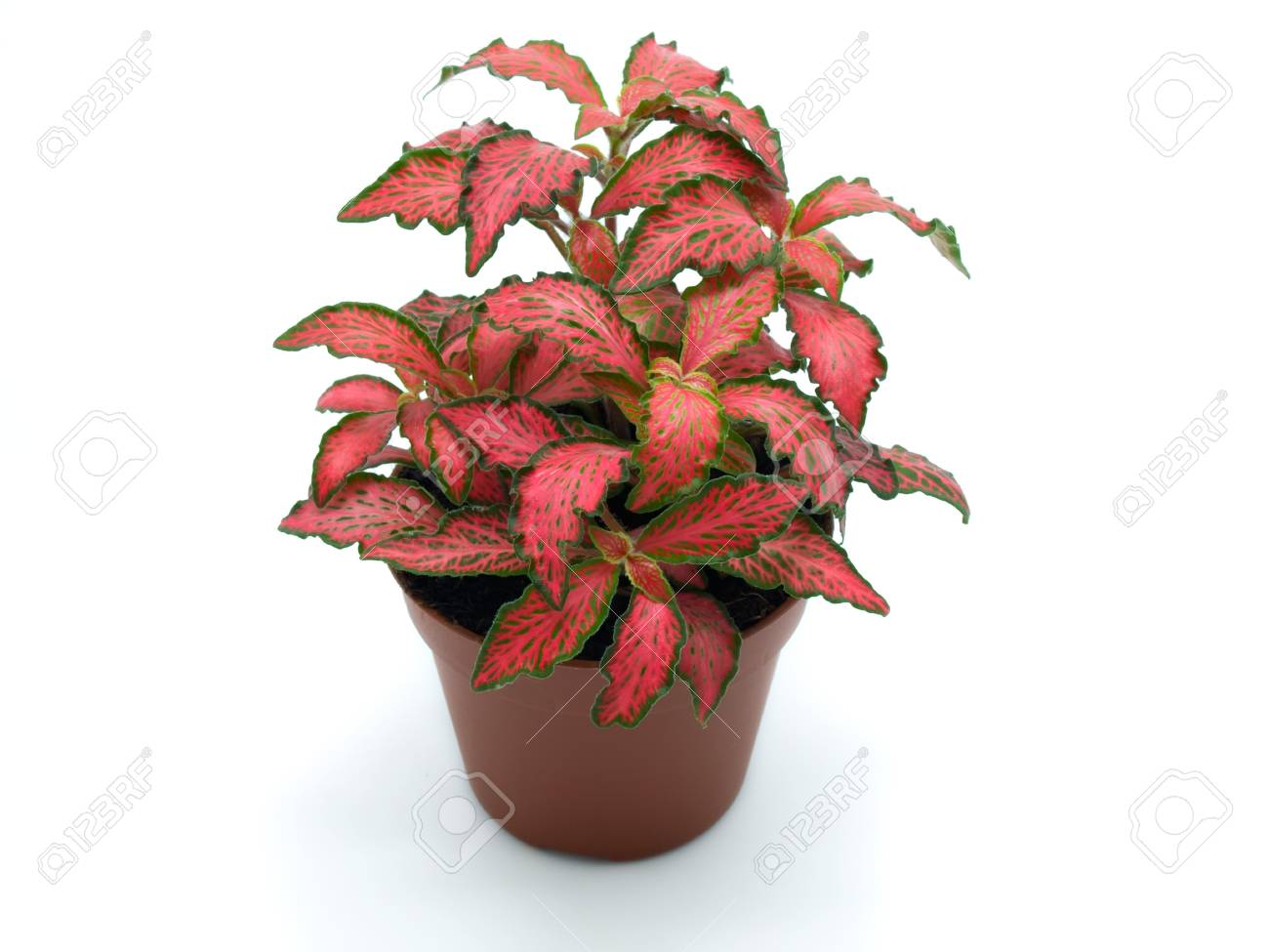 etiam-dictum-ipsum-a-felis