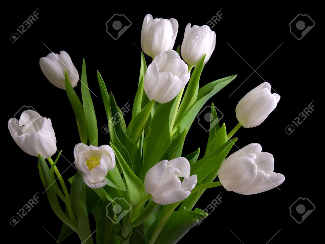 white tulips on black