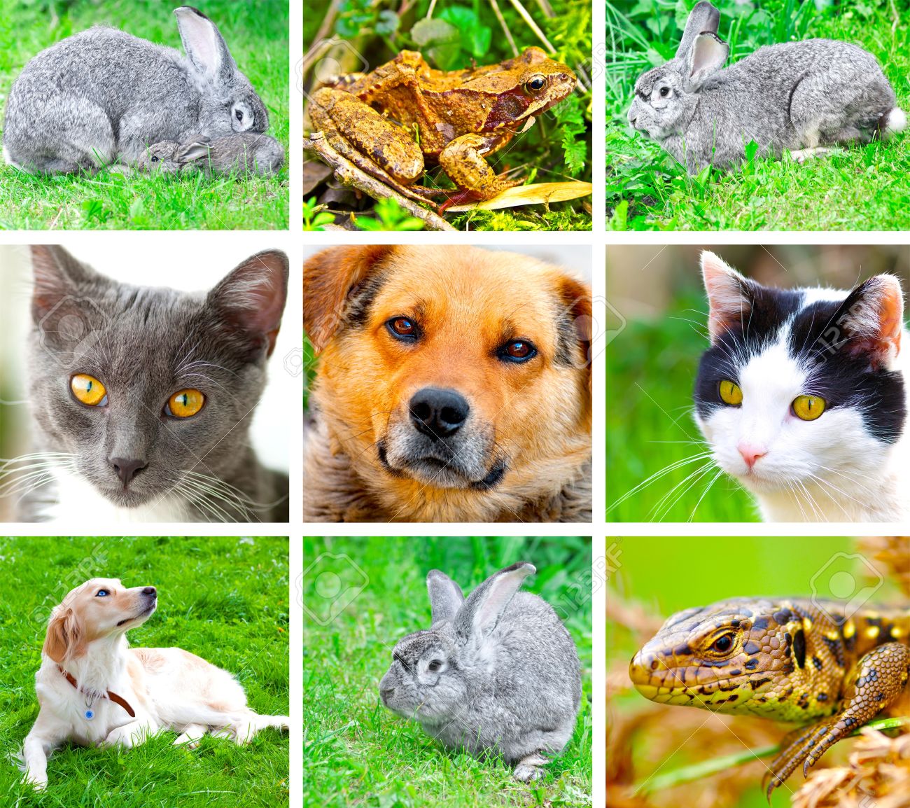 Composicion De Fotos De Collage De Algunos Animales Salvajes Fotos Retratos Imagenes Y Fotografia De Archivo Libres De Derecho Image 7521444