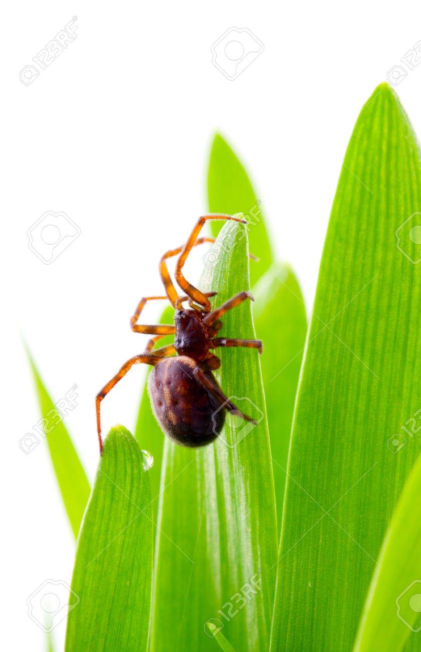 緑の草の上に茶色蜘蛛 の写真素材 画像素材 Image