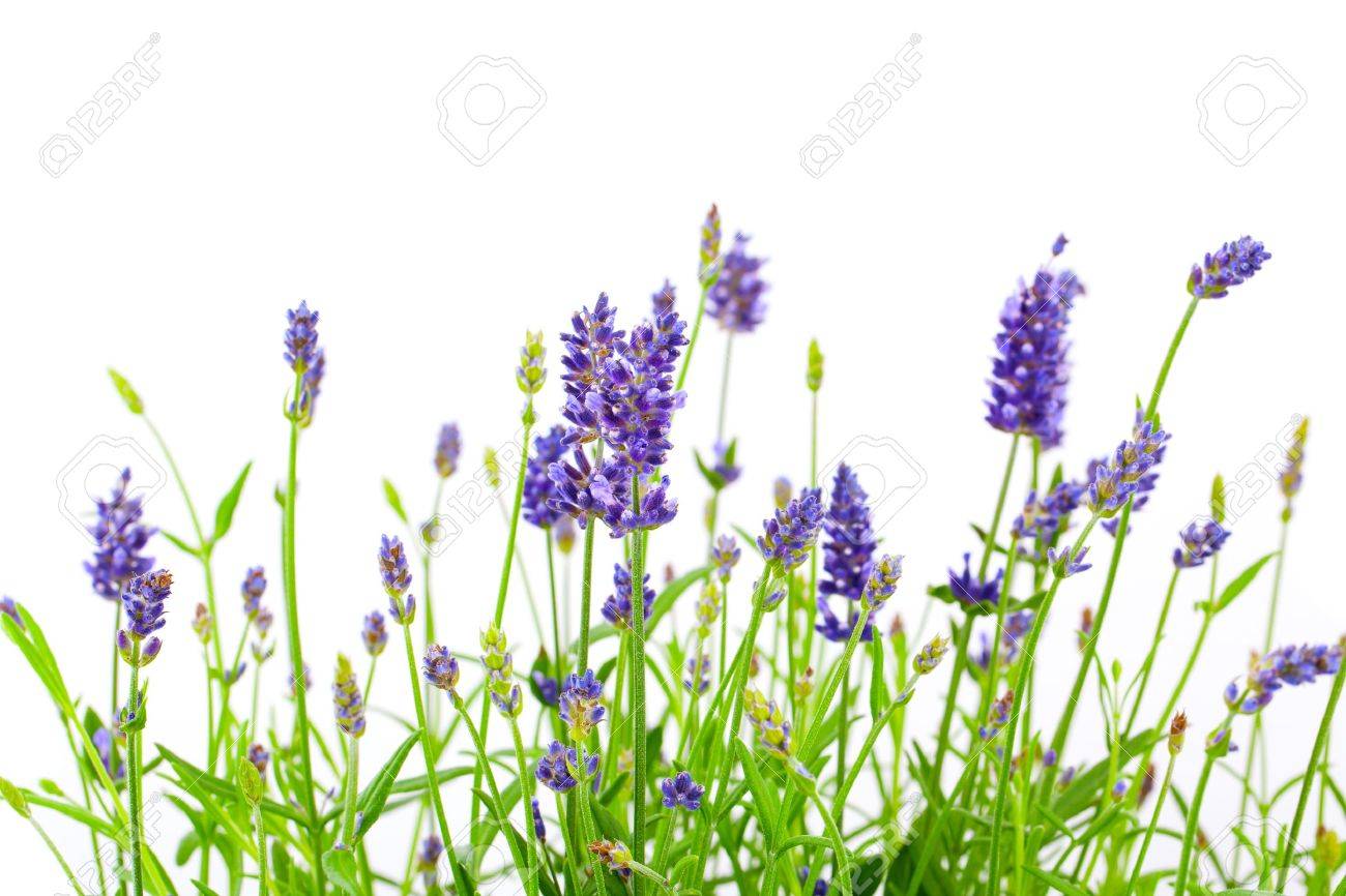 白い背景の上のラベンダーの花 Royalty Vrije Foto Plaatjes Beelden En Stock Fotografie Image