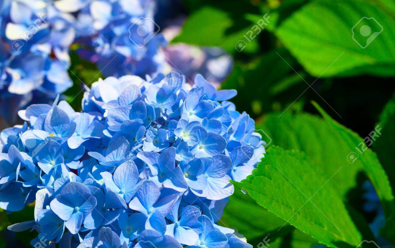 アジサイ科 ミズキ目の順序で開花植物の家族の青い花 の写真素材 画像素材 Image