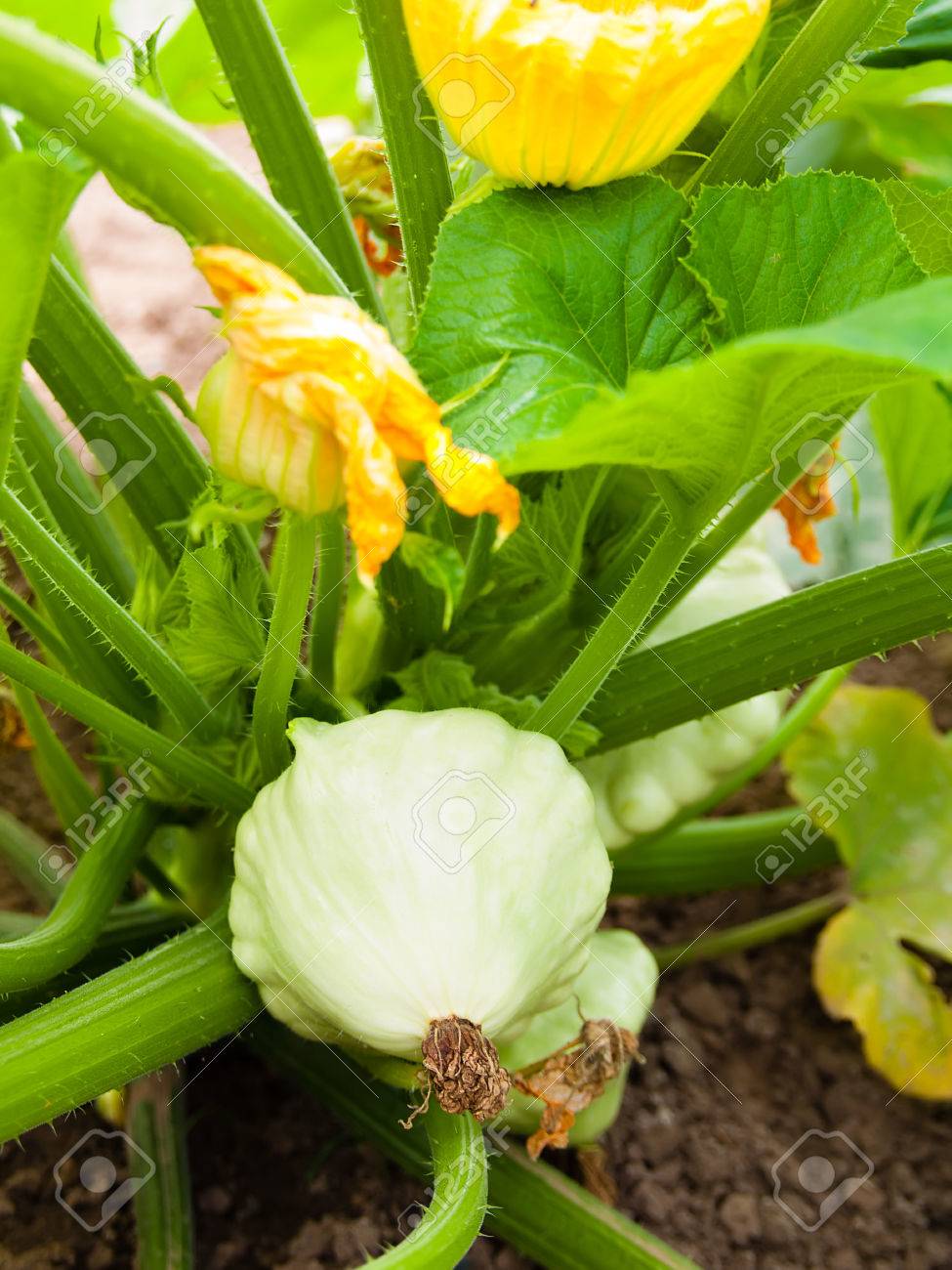 Patisson Croissante Sur Lit De Legumes Custard Osseuse Une