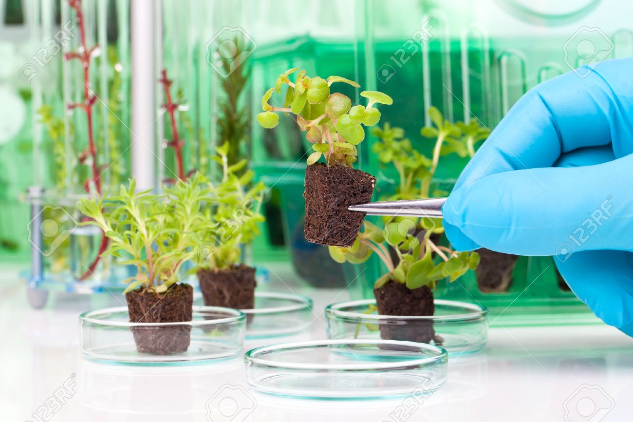 image showing a person's hands in blue rubber glove holding a small leafy plant with tweezers next tn the laboratory - 57609879 image showing a person's hands in blue rubber glove holding a small leafy plant with tweezers next tn the laboratory - 57609879