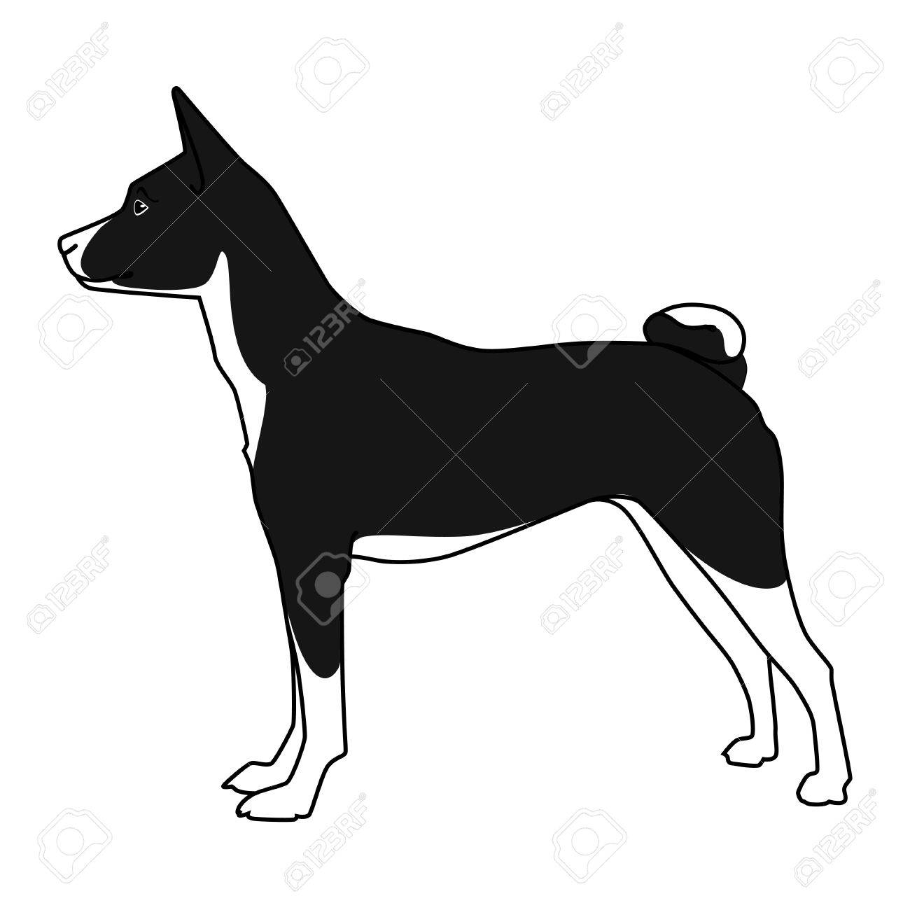 black and white basenji dog