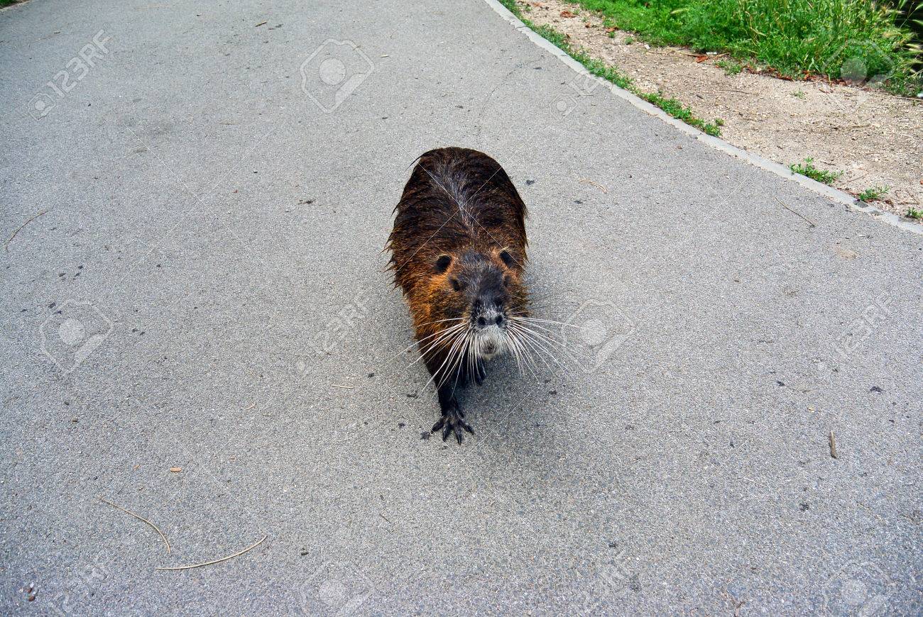 かわいい野生のヌートリアは、都市公園における通路を歩きます。川ネズミ ヌートリア ニンブルク、チェコ共和国として知っています。