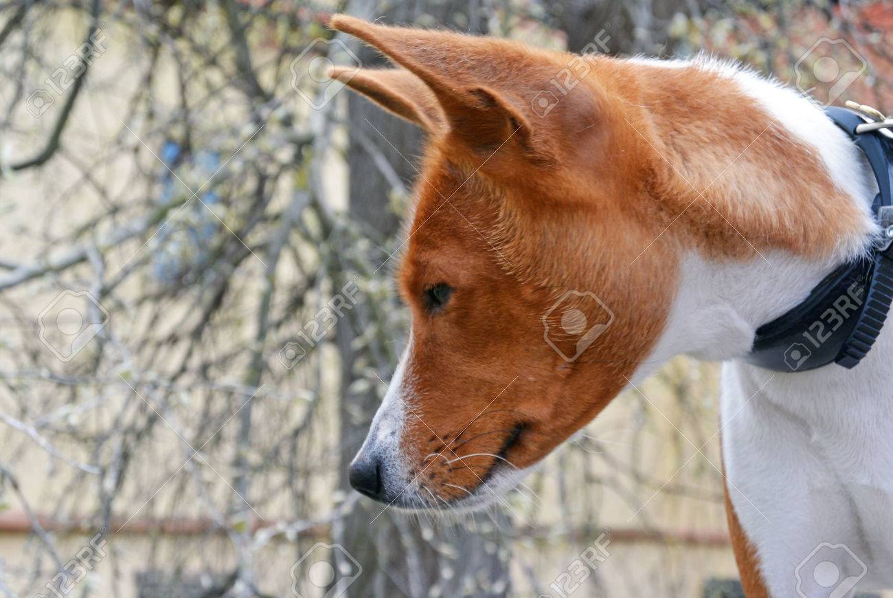 Horizontal Portrait Of Dog Of Basenji Breed With Short Hair Of