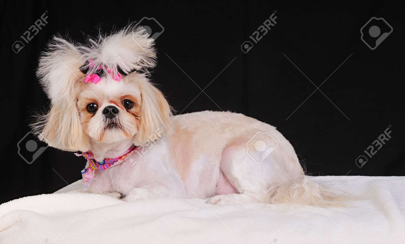 Shih Tzu Dog Avec Une Coupe De Cheveux Courte D Ete Et D Arcs Dans Son Pigtail Banque D Images Et Photos Libres De Droits Image Shih Tzu Dog Avec Une Coupe De Cheveux Courte D Ete Et D Arcs Dans Son Pigtail Banque D Images Et Photos Libres De Droits Image