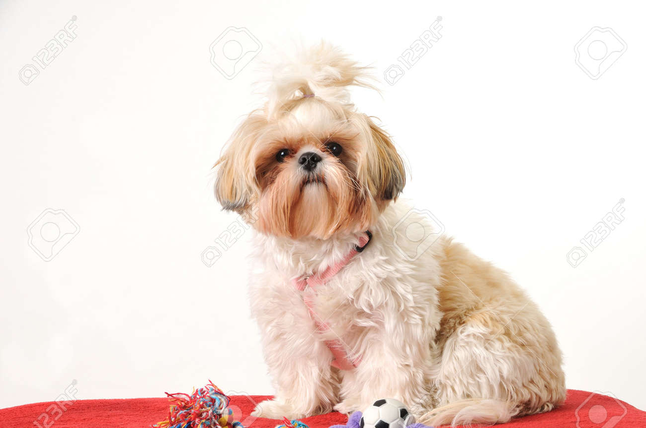 juguetes para shih tzu