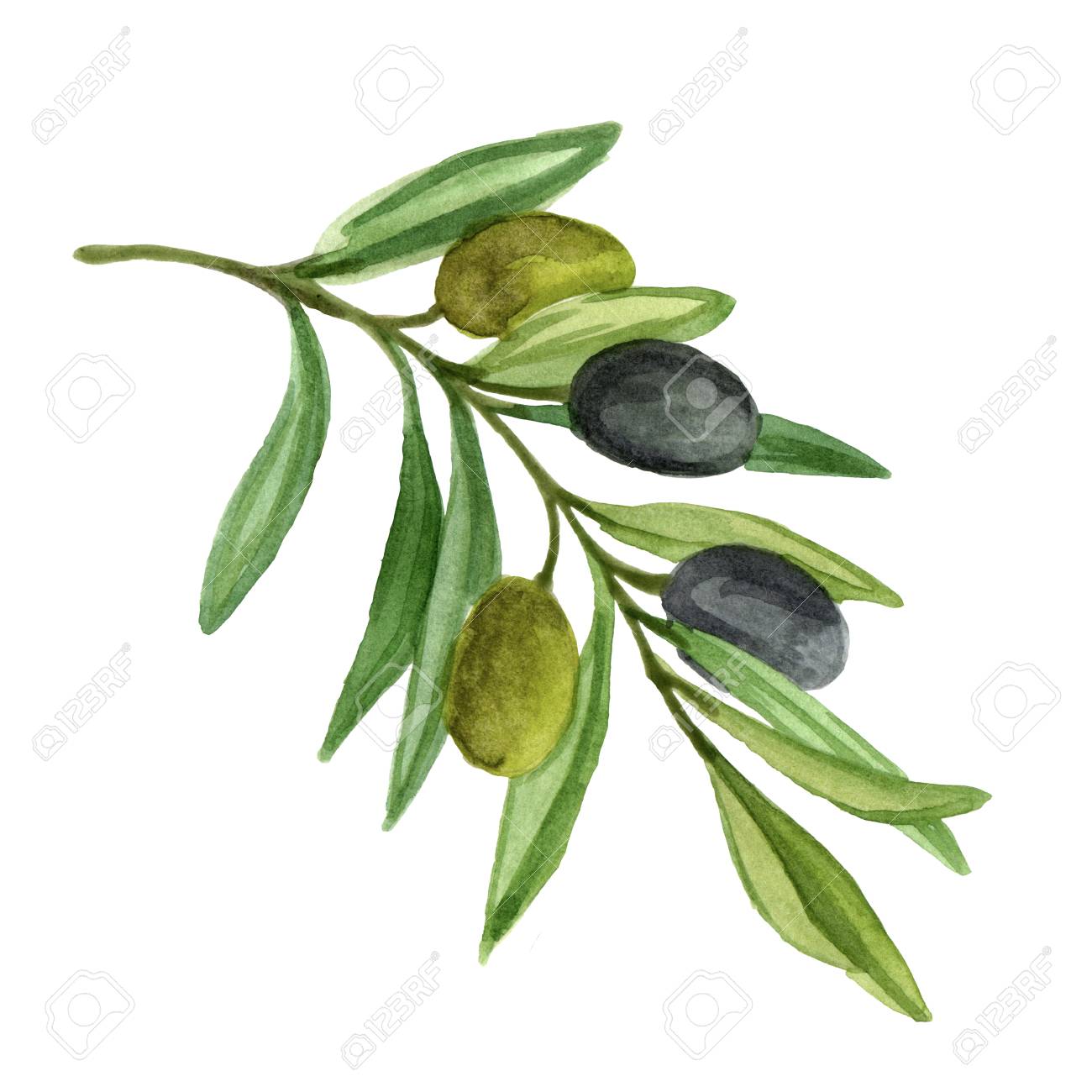 果実とオリーブの枝 白い背景に分離された水彩画のイラスト の写真素材 画像素材 Image