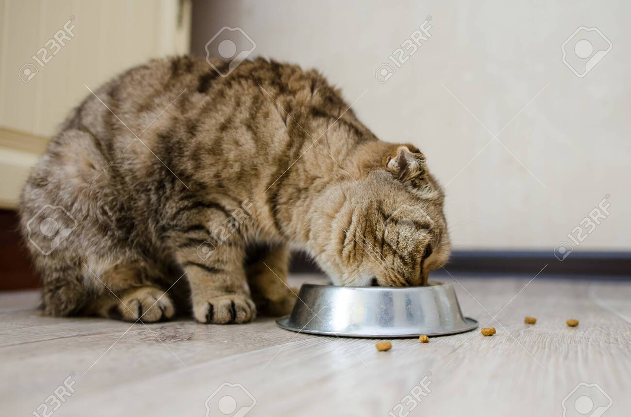 tabby cat diet