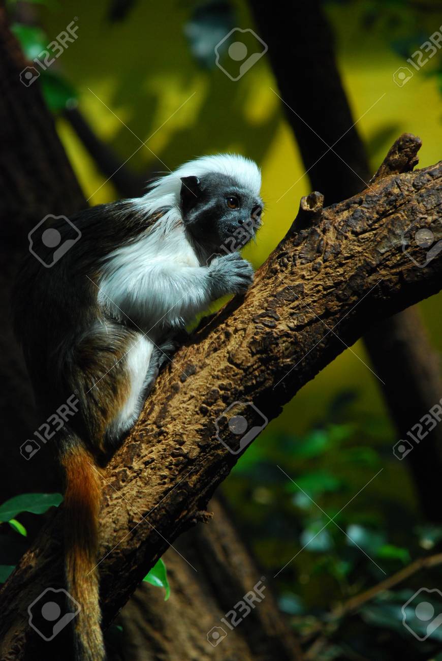 etiam-dictum-ipsum-a-felis