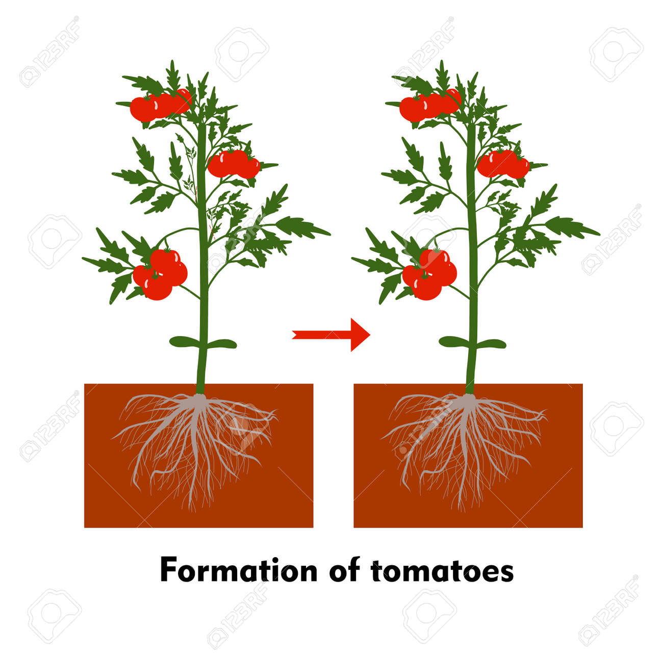 Planting tomatoes in the ground. Growing a tomato. Seedling. Disembarkation in the greenhouse. Vegetable growing technology. Horticulture. Determinant and indeterminate hybrids. - 168914929 Planting tomatoes in the ground. Growing a tomato. Seedling. Disembarkation in the greenhouse. Vegetable growing technology. Horticulture. Determinant and indeterminate hybrids. - 168914929