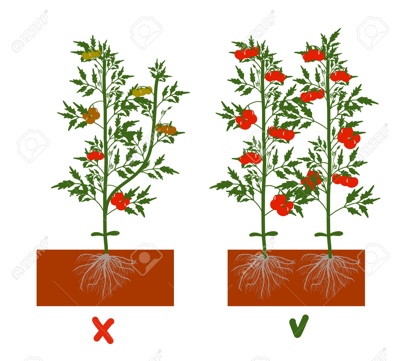 Planting tomatoes in the ground. Growing a tomato. Seedling. Disembarkation in the greenhouse. Vegetable growing technology. Horticulture. Determinant and indeterminate hybrids. - 168914931 Planting tomatoes in the ground. Growing a tomato. Seedling. Disembarkation in the greenhouse. Vegetable growing technology. Horticulture. Determinant and indeterminate hybrids. - 168914931