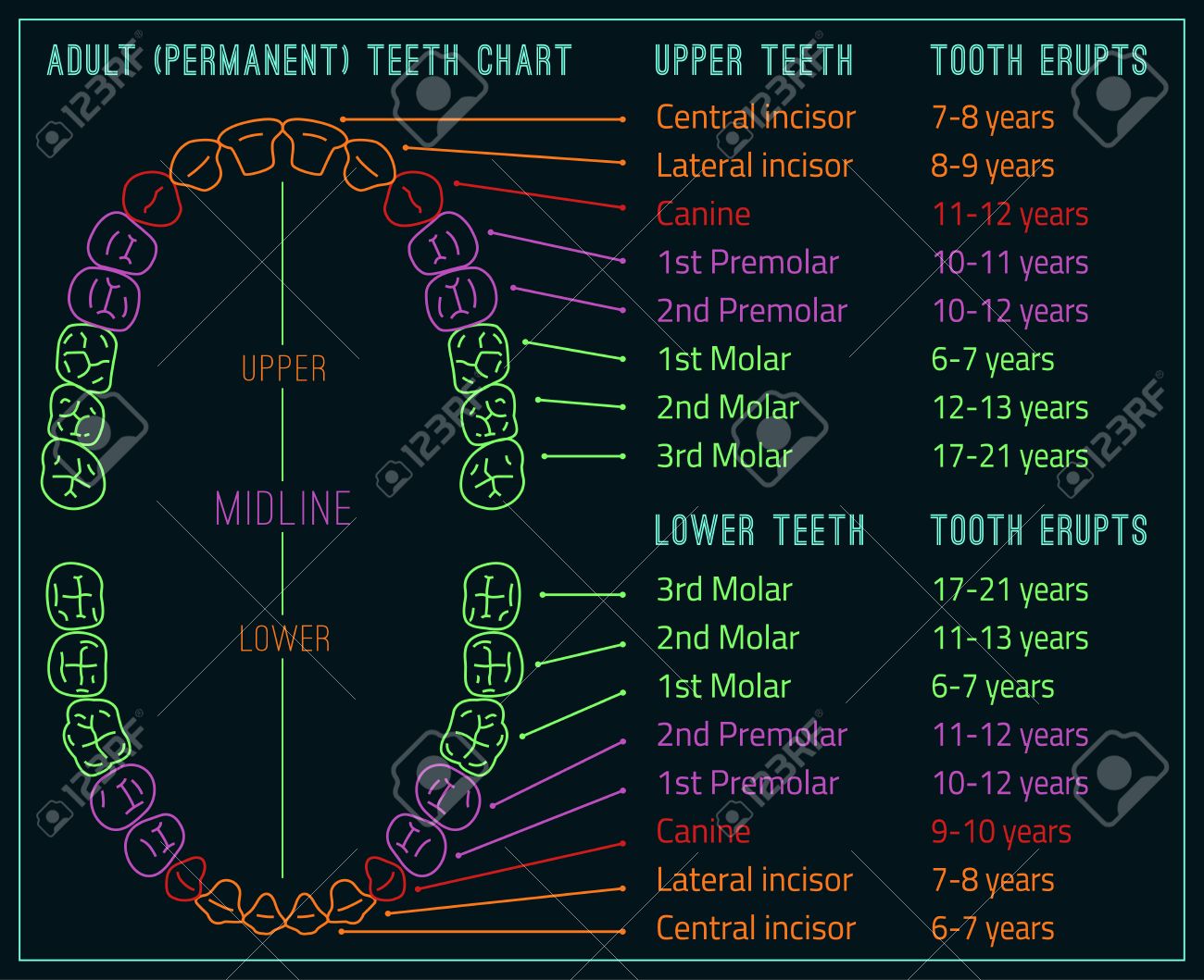 permanent adult international tooth chart. vector illustration