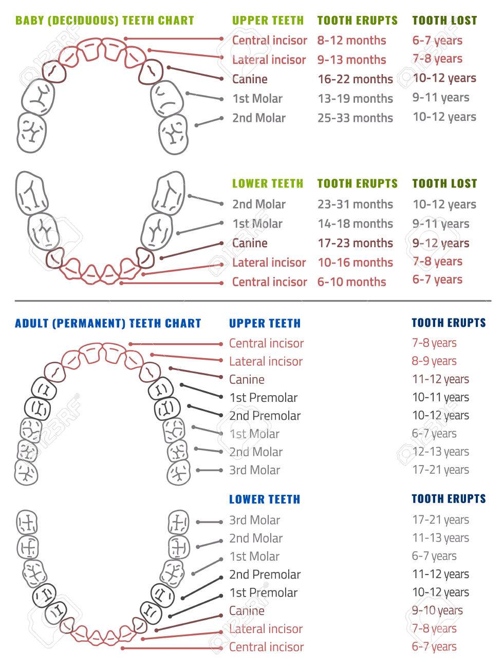 baby tooth chart