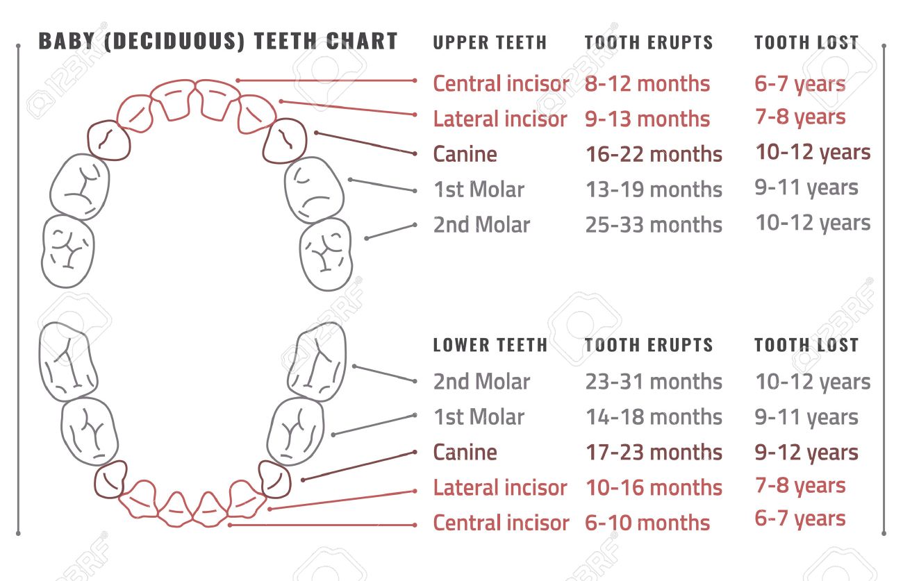 Deciduous Teeth Chart