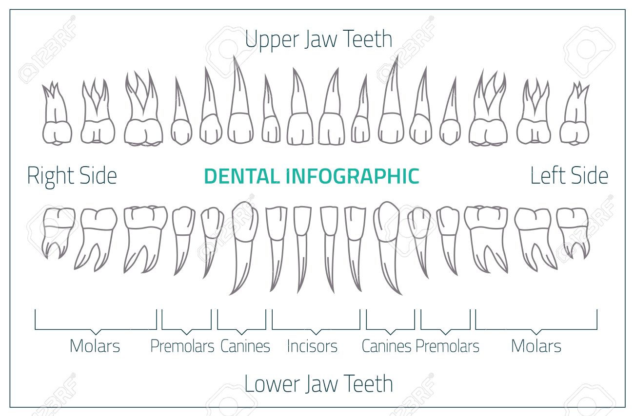 Adult International Tooth Chart. Illustration. Editable Image In Neon  Colors On White Background. Human Teeth Infographic. Health Dental Care  Design. Poster Or Leaflet Template Royalty Free SVG, Cliparts, Vectors, And  Stock Illustration.