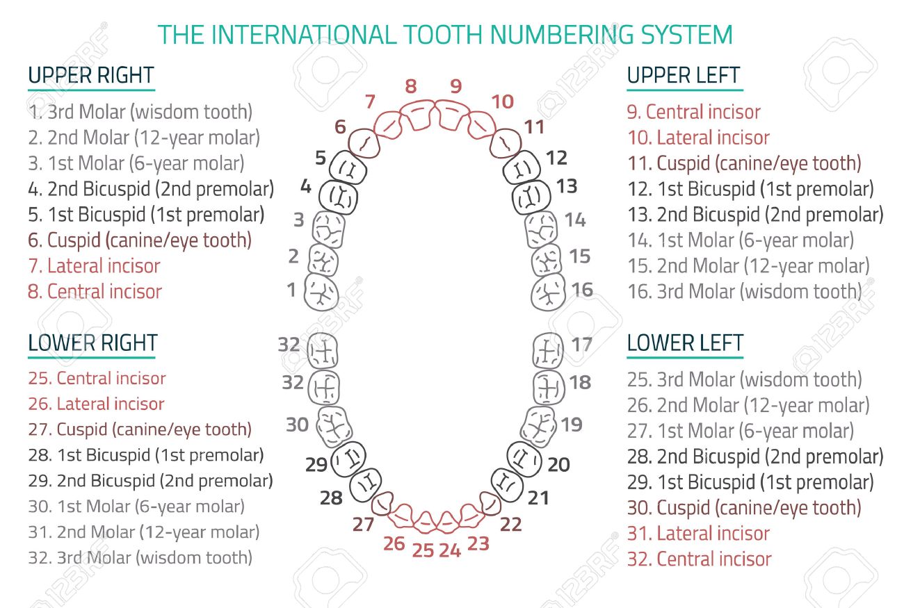 Adult International Tooth Numbering Chart. Illustration. Editable Image In  Modern Style On White Background. Human Teeth Infographic. Health Dental  Care Design. Poster Or Leaflet Template Royalty Free SVG, Cliparts,  Vectors, and Stock