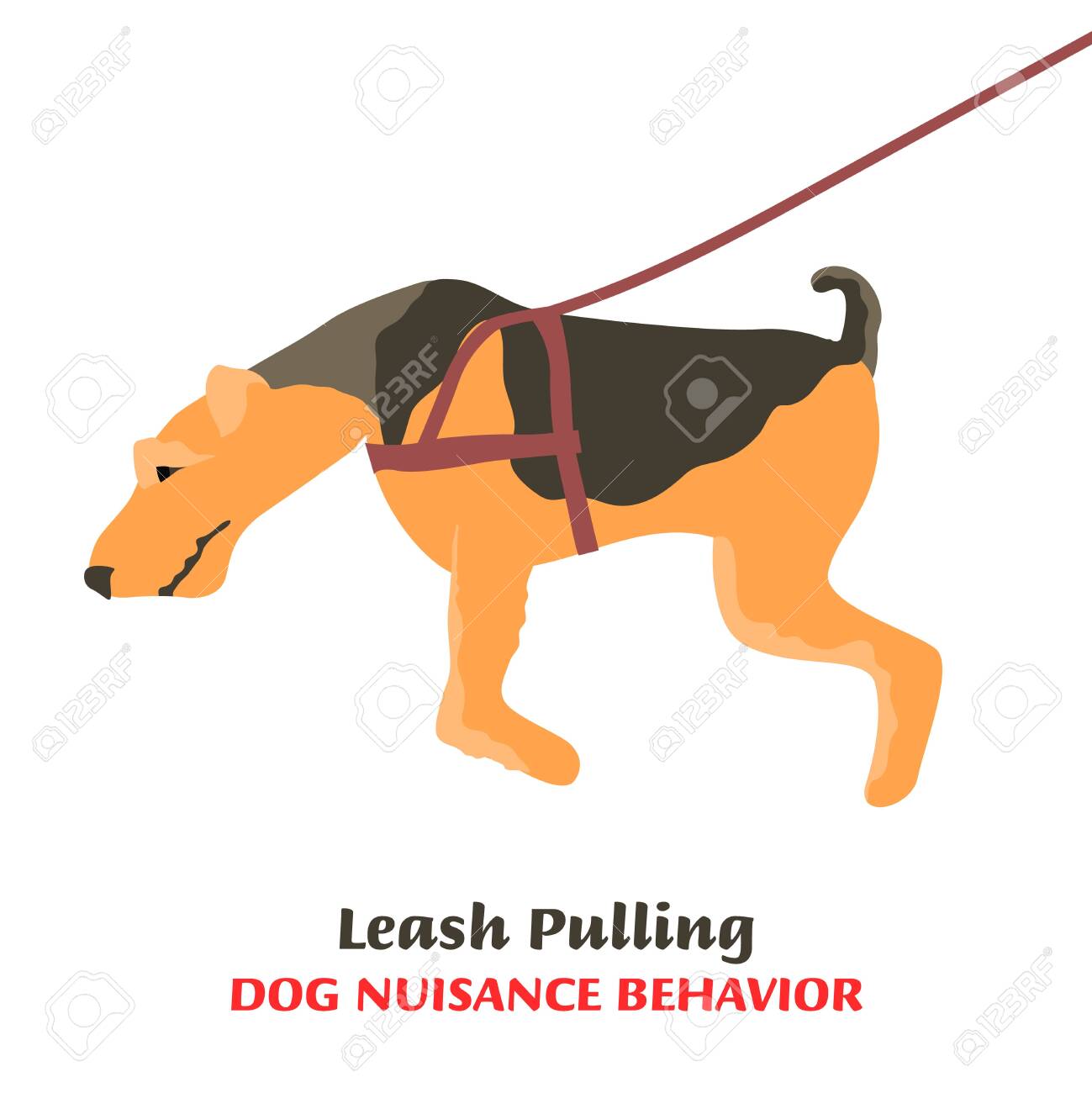 dog is leash aggressive