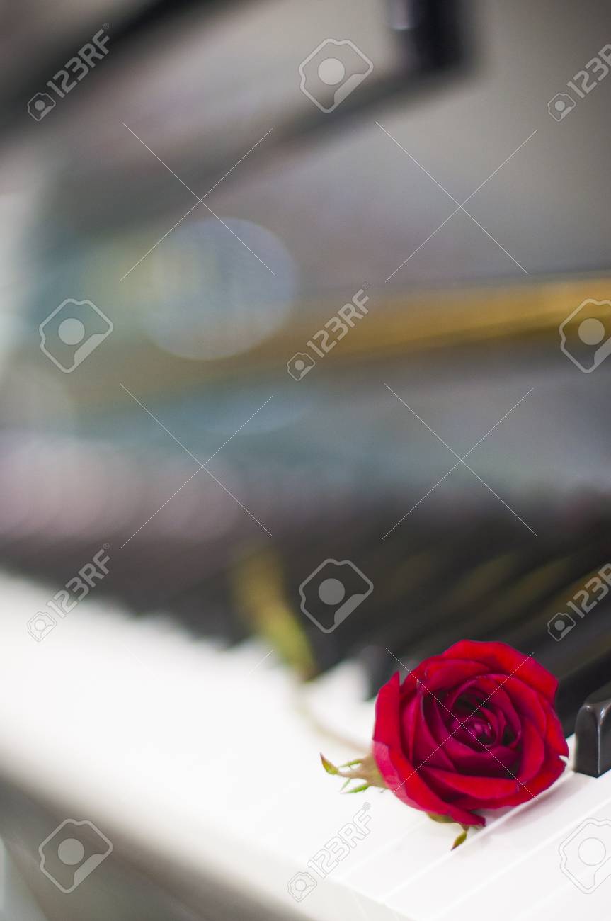 Valentines Day Red Rose On Piano Keyboard Blurred Background Stock Photo Picture And Royalty Free Image Image 71979950