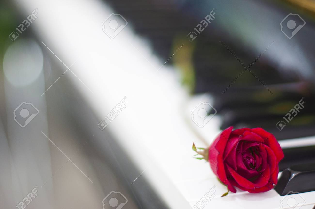 Valentines Day Red Rose On Piano Keyboard Blurred Background Stock Photo Picture And Royalty Free Image Image 71924122